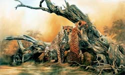 RSG Puzzle - Cheetas on the Lookout